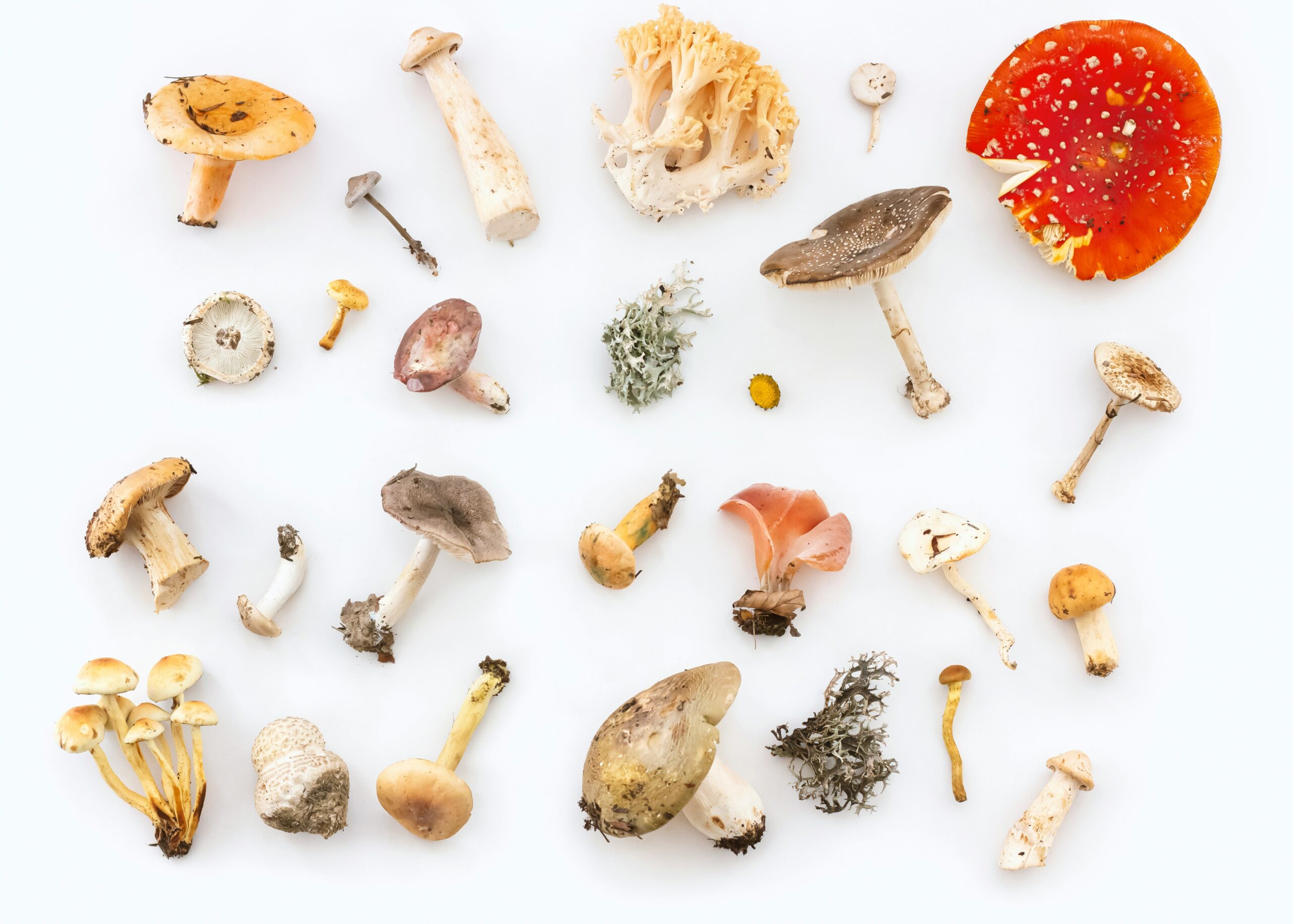 magic mushrooms effects
