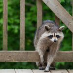austin wildlife removal services