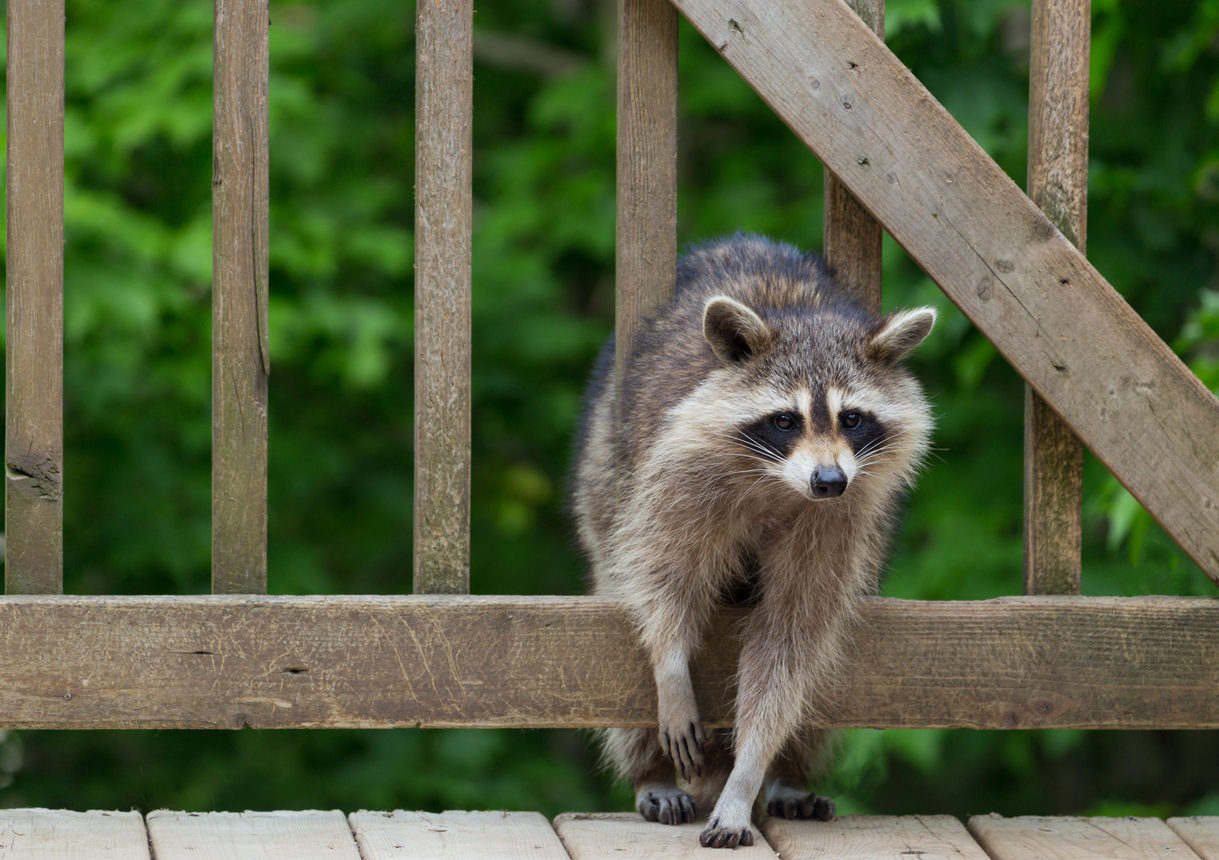 austin wildlife removal services